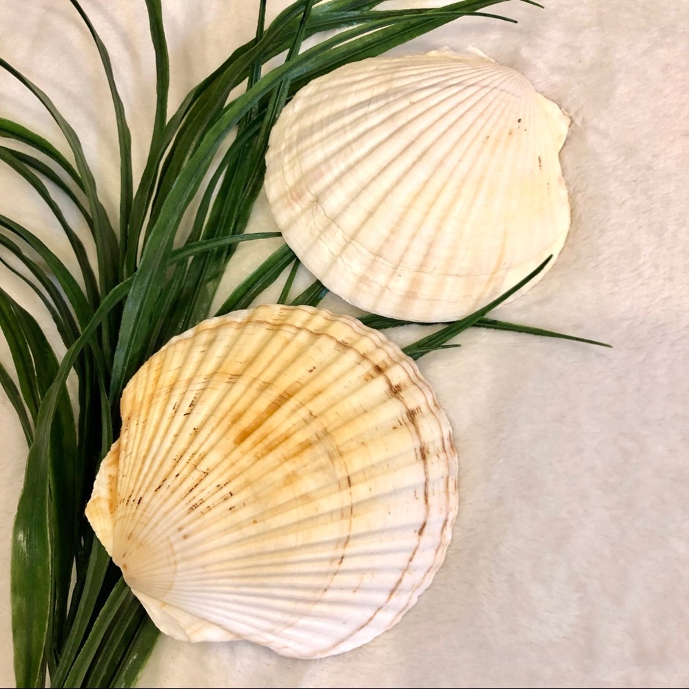 Irish Deep Shells - Set of 2 Shells - Shell dishes